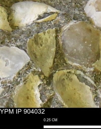 undet. Bivalvia