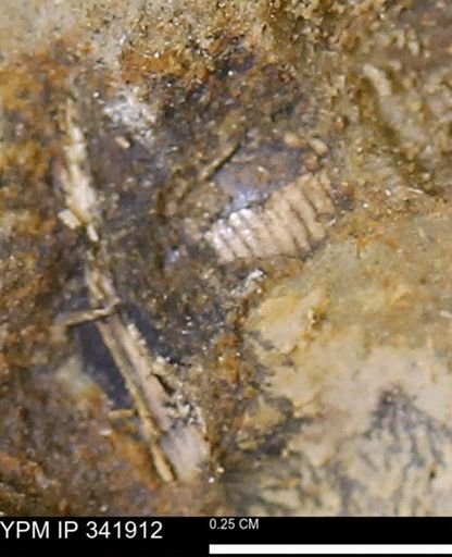 undet. Mollusca