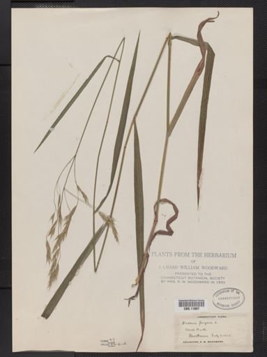 Bromus purgans