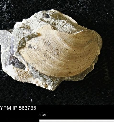 Limopsis striatopunctatus