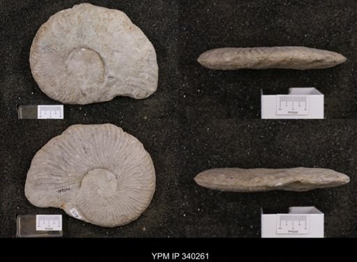 Oxytropidoceras acutocarinatum