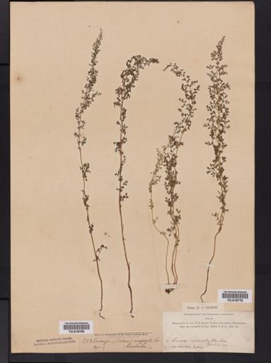 Lindsaea