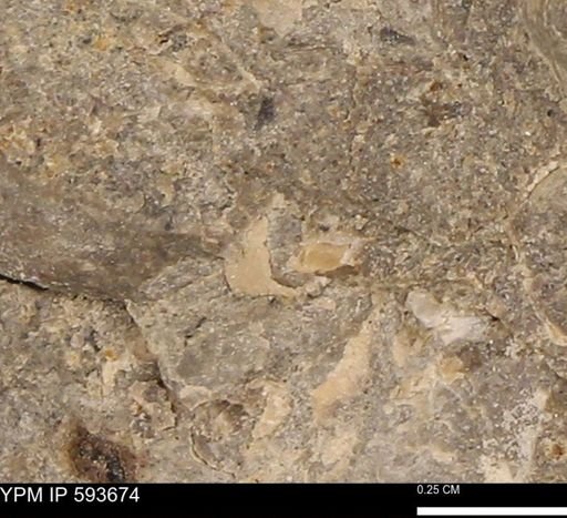 Baculites sp.