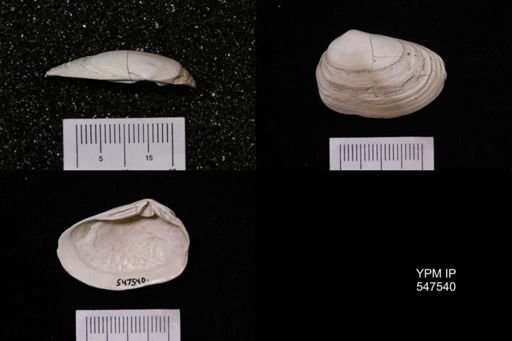 Ceronia arctata