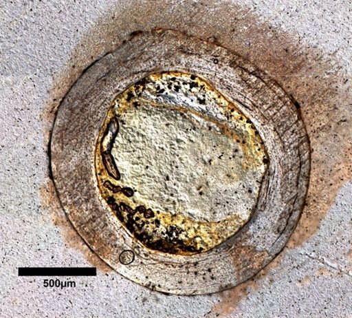 Gambelia wislizenii