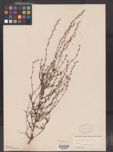 Linaria canadensis