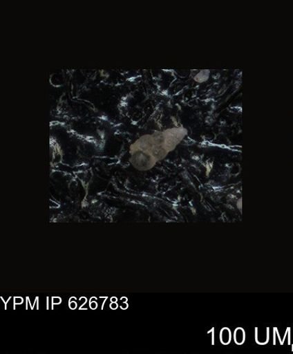 undet. Foraminiferida