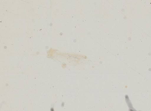 Edotia triloba