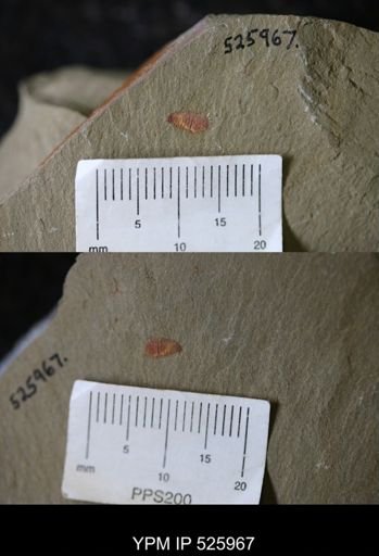 undet. Synziphosurina