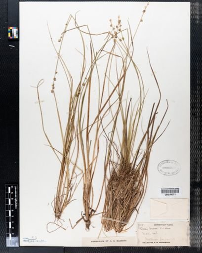 Carex seorsa