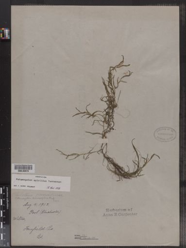 Potamogeton spirillus