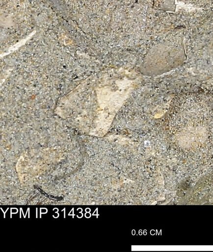 undet. Mollusca