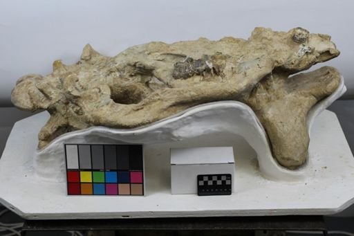Brontotheriidae