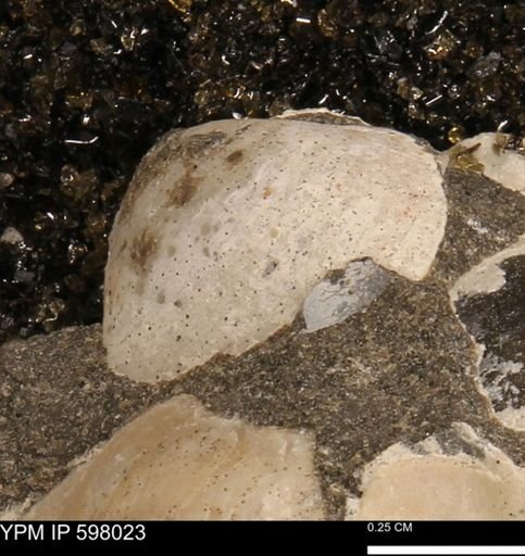 Protocardia?