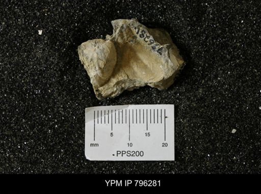 Inoceramus barabini
