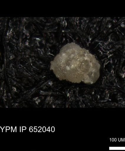 undet. Foraminiferida