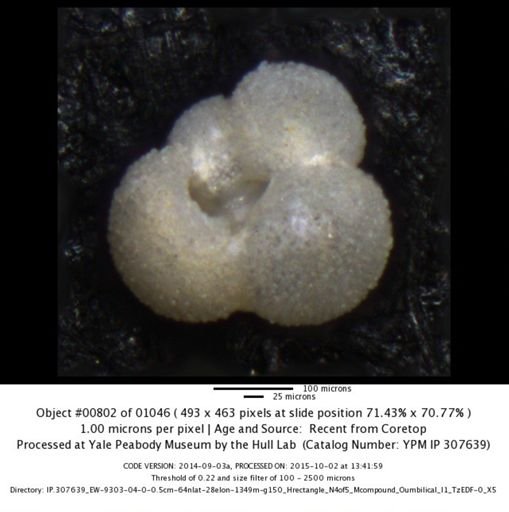 undet. Foraminiferida