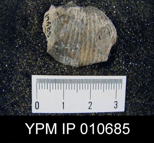 Productus cf. leei