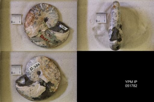 Hoploscaphites nicolletii