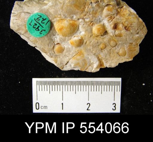 Devonochonetes?