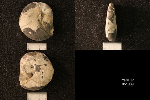 Hoploscaphites nicolletii