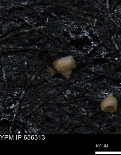 Clathrocyclas irrasa