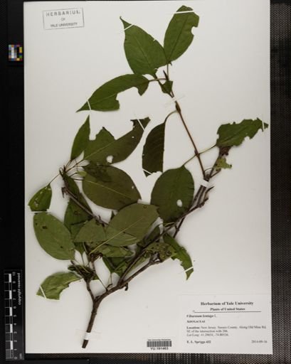 Plantae