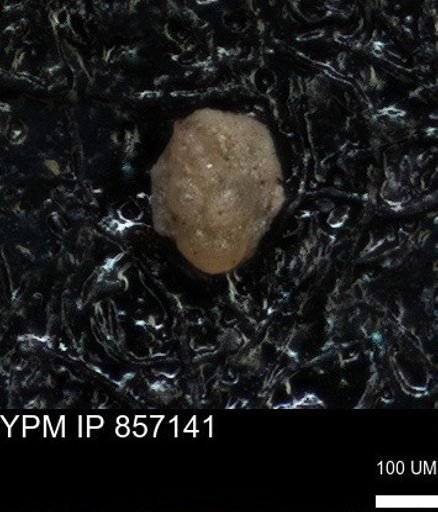 undet. Foraminiferida