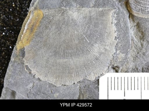 Strophomenida