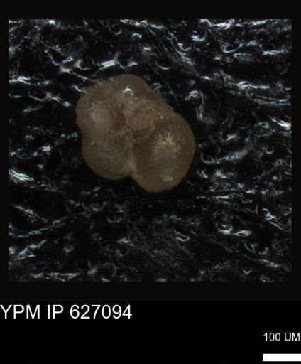 undet. Foraminiferida