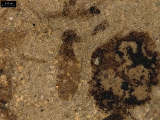 taxon undetermined