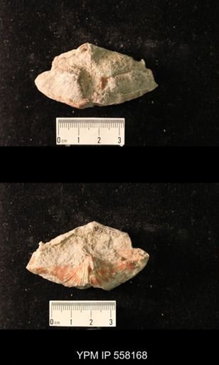 Spirifer cameratus