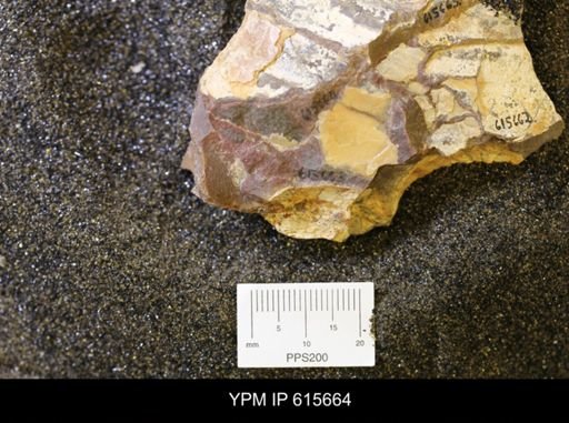 undet. Bivalvia