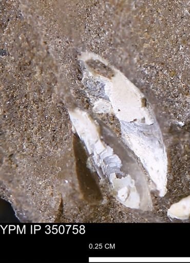 undet. Bivalvia
