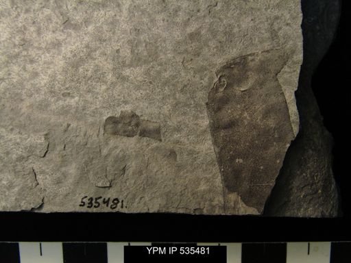 undet. Eurypterida