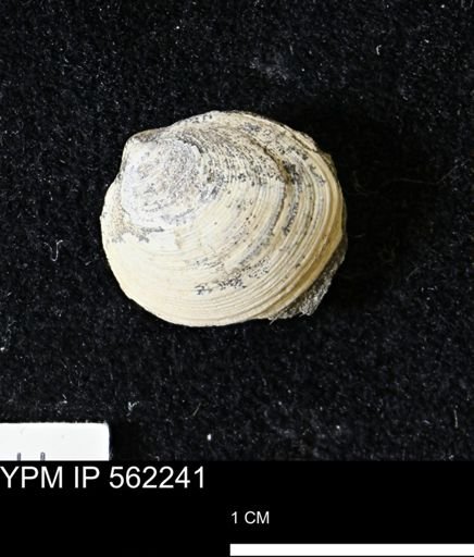 Limopsis striatopunctatus