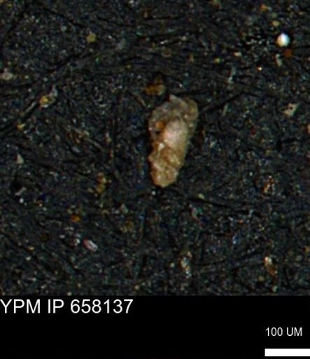 undet. Foraminiferida