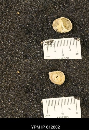 Vanikoropsis sp.