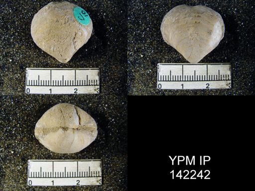 Athyris capillata