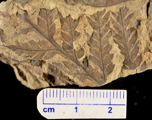 Calcaropteris boeselii