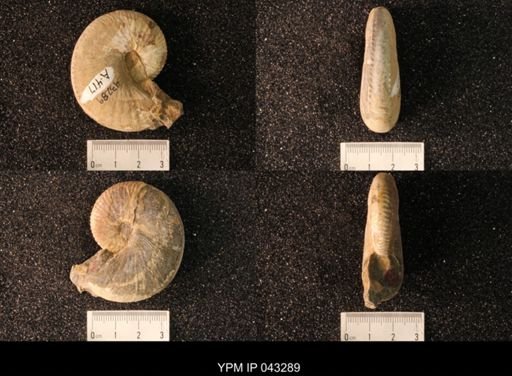 Hoploscaphites nicolletii