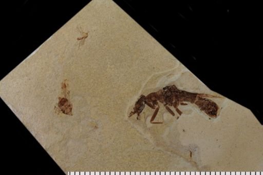 Hymenoptera?