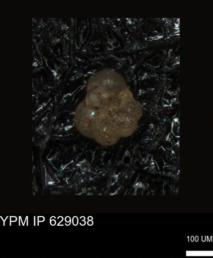 undet. Foraminiferida
