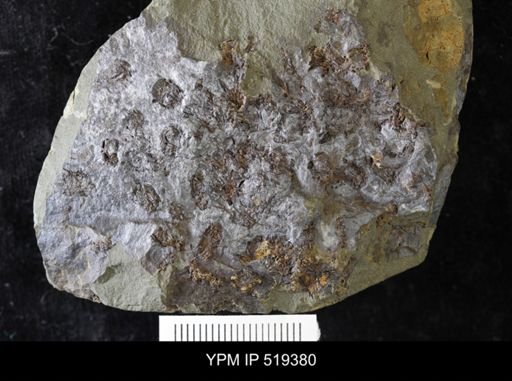 Etoctenocystis bohemica