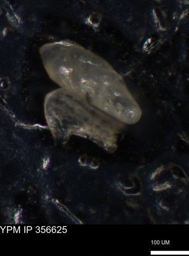 undet. Foraminiferida
