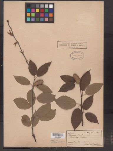 Betula lutea
