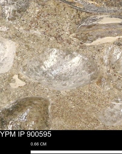 Anomia gryphorhyncha