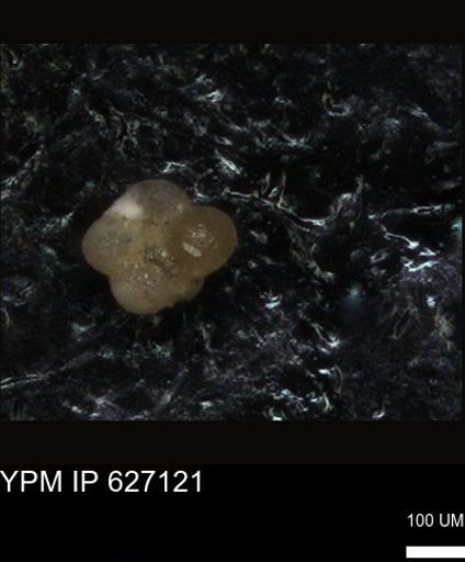 undet. Foraminiferida