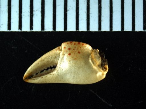 Hemigrapsus sanguineus