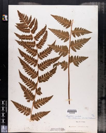 Dryopteris clintoniana